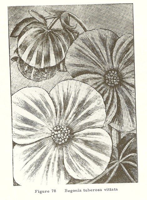 B. ‘Tuberosa Vittata’